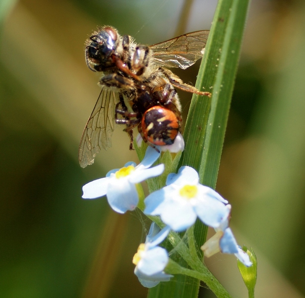 Synema globosum con preda